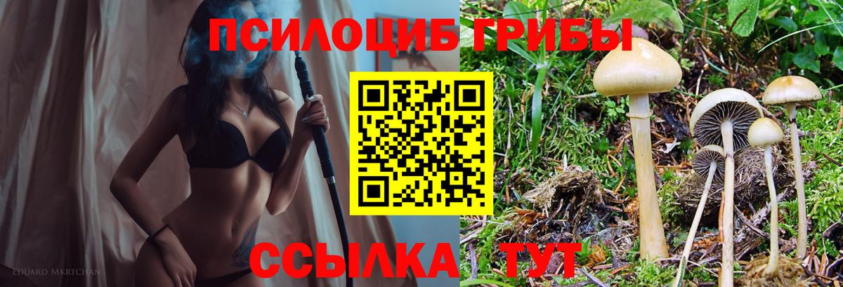 как найти наркотики  Псилоцибиновые грибы прущие грибы  Вход с VPN  Балашов 